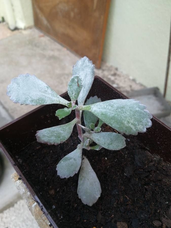 Kalanchoe pumila habit