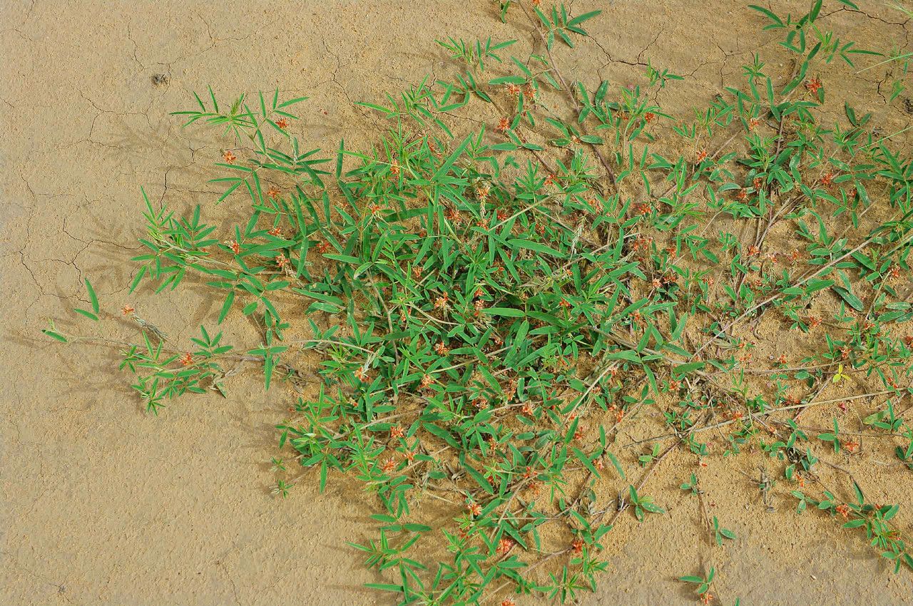 Indigofera senegalensis flower