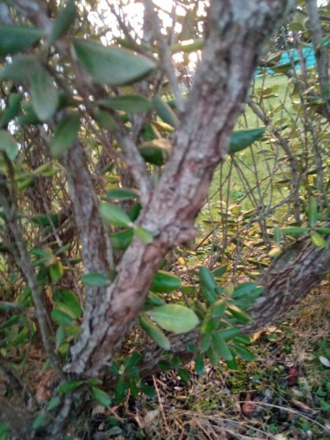Olearia traversii bark