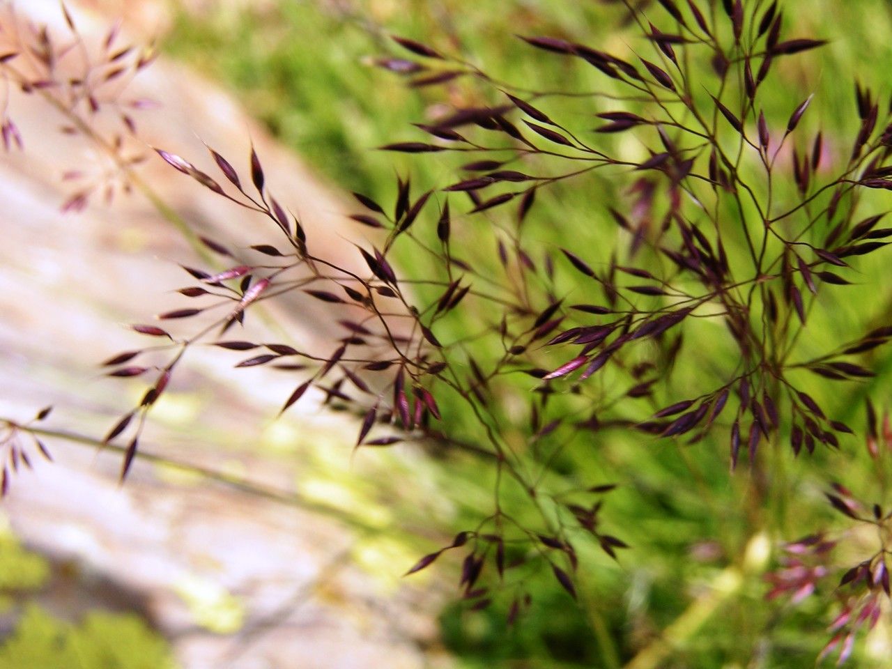 Calamagrostis villosa flower