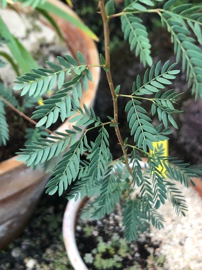 Prosopis cineraria — search result for 'Prosopis'