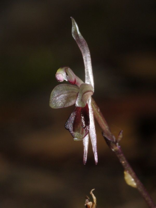 Acianthus corniculatus fruit