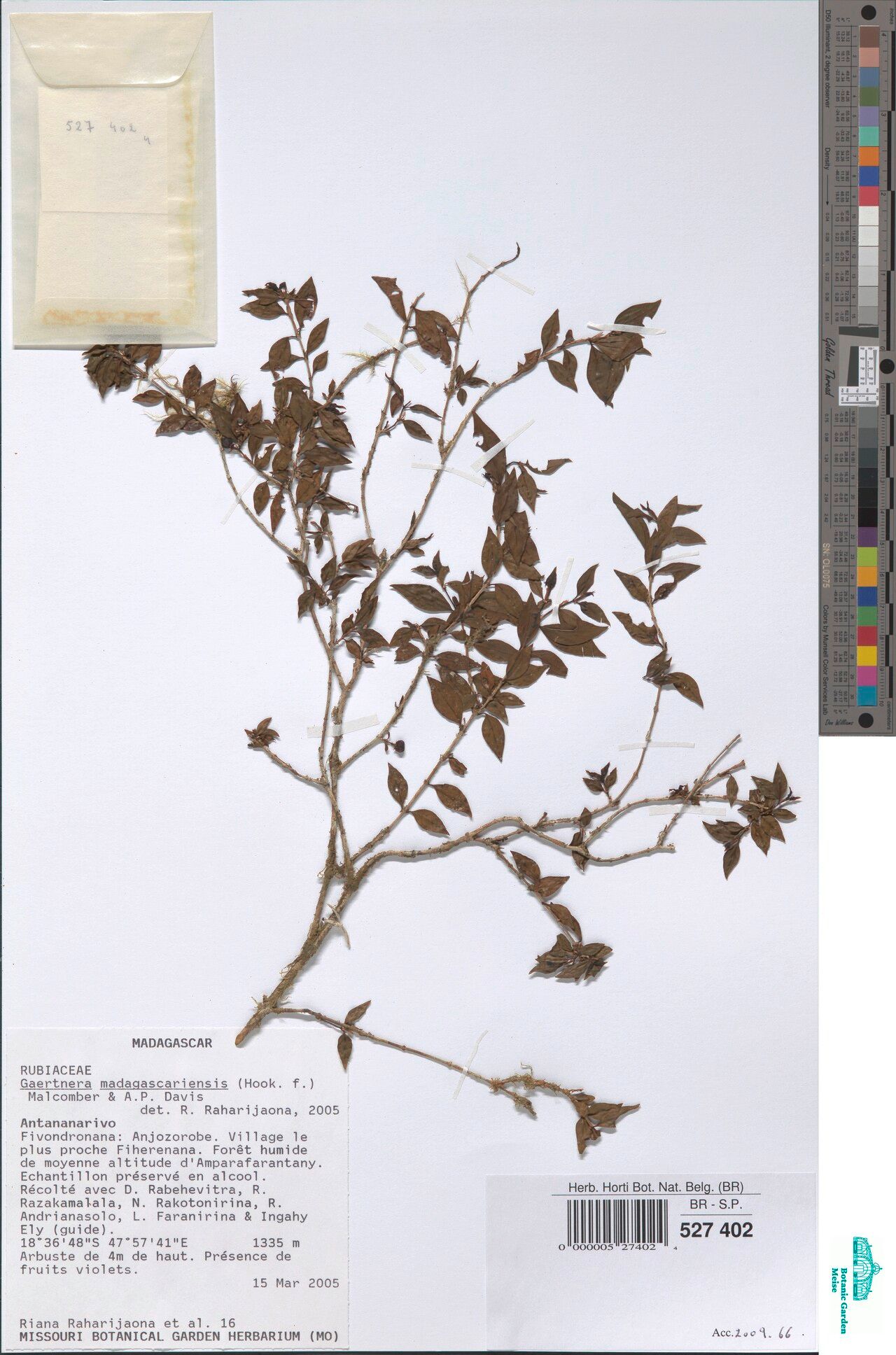 Gaertnera furcellata — houseplant care guide