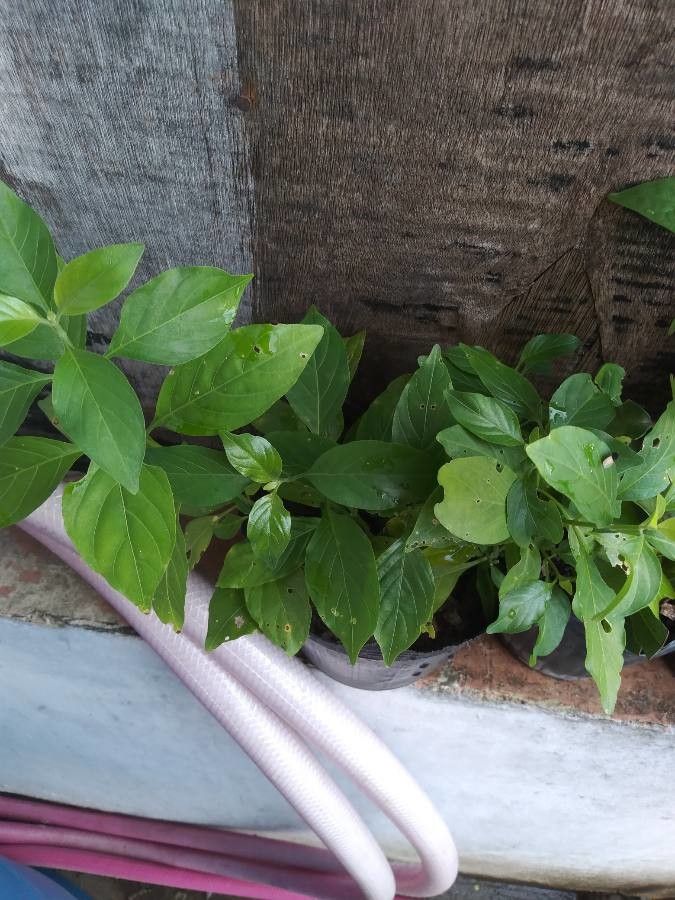 Rhinacanthus nasutus — houseplant care guide