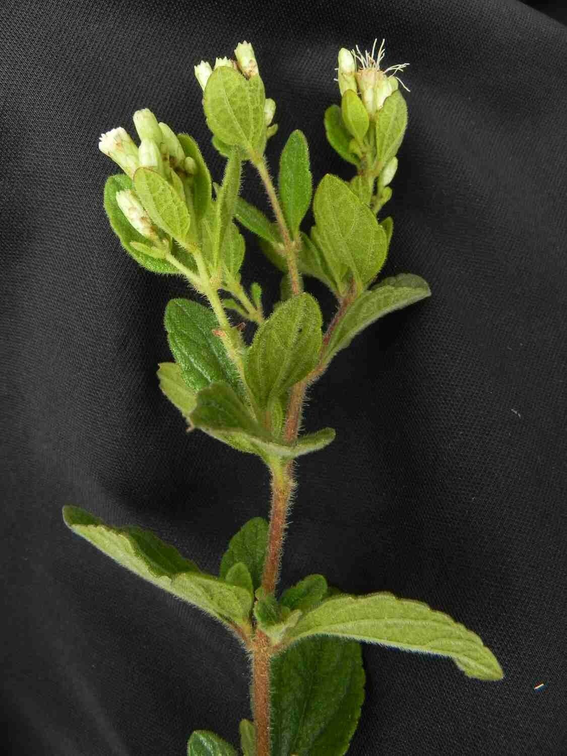 Chromolaena chaseae flower