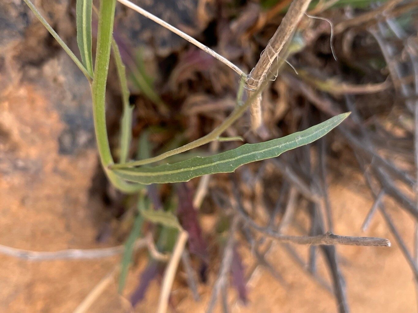 Tolpis webbii — houseplant care guide