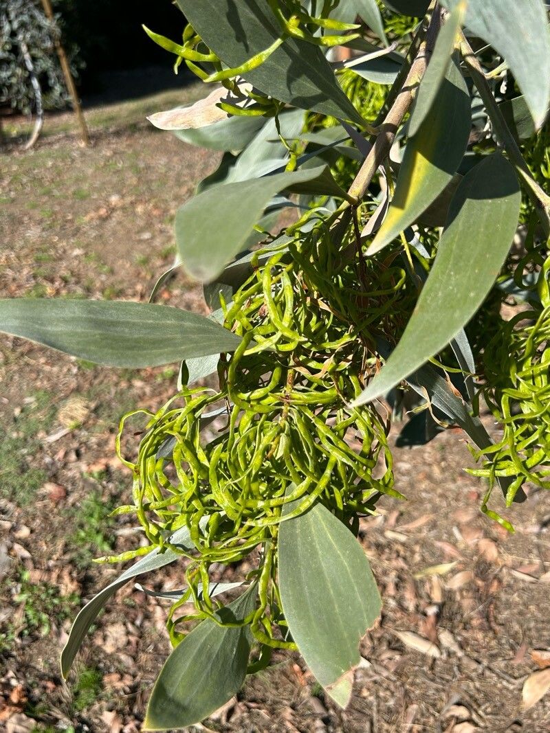 Acacia cowleana fruit