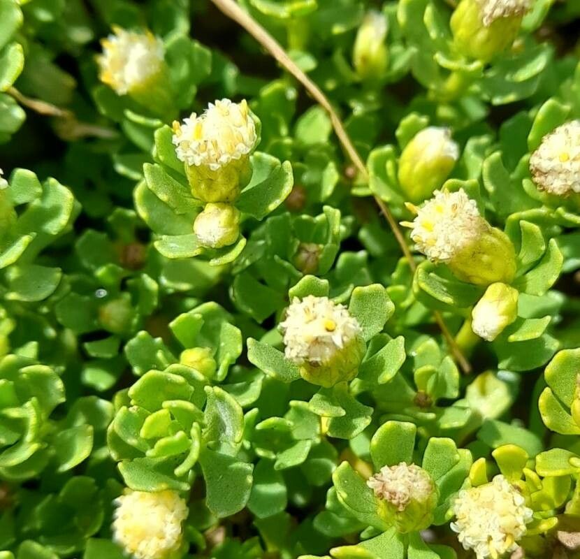 Baccharis magellanica flower
