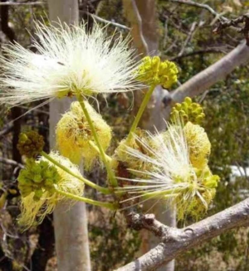 Albizia tanganyicensis — search result for 'Albizia'