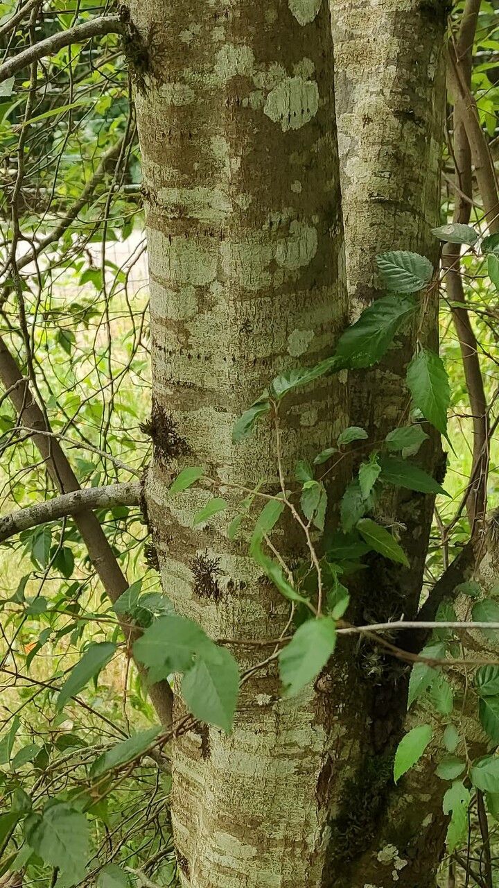 Carpinus kawakamii bark