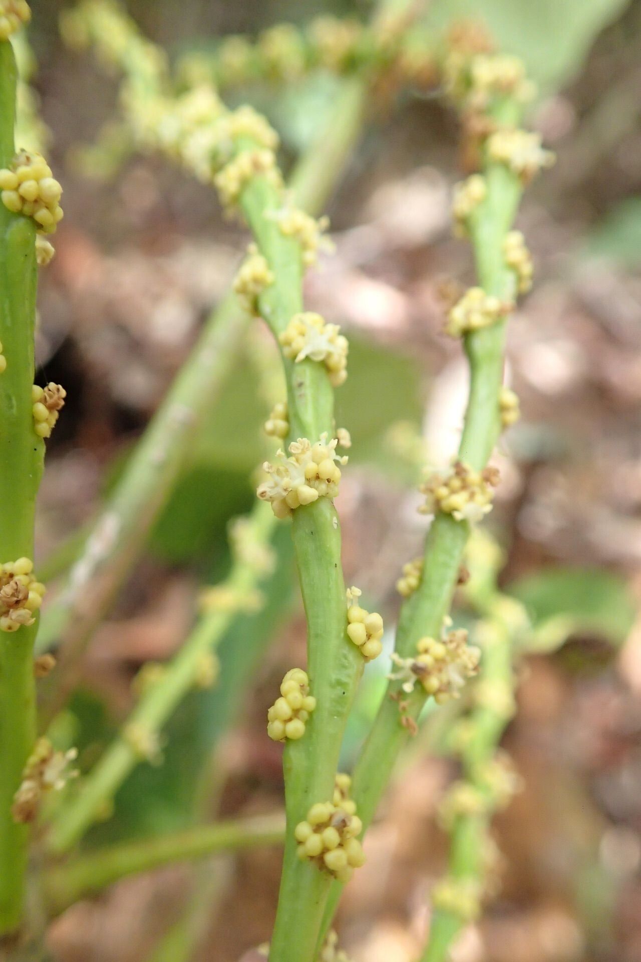 Bocquillonia longipes flower