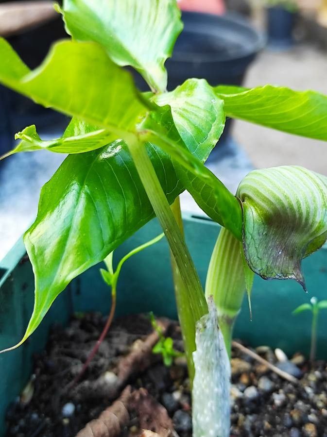 Arisaema ringens habit