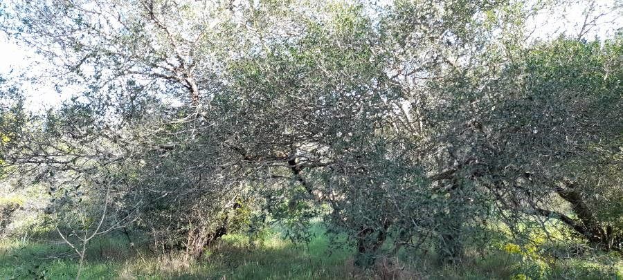 Myrcianthes cisplatensis habit