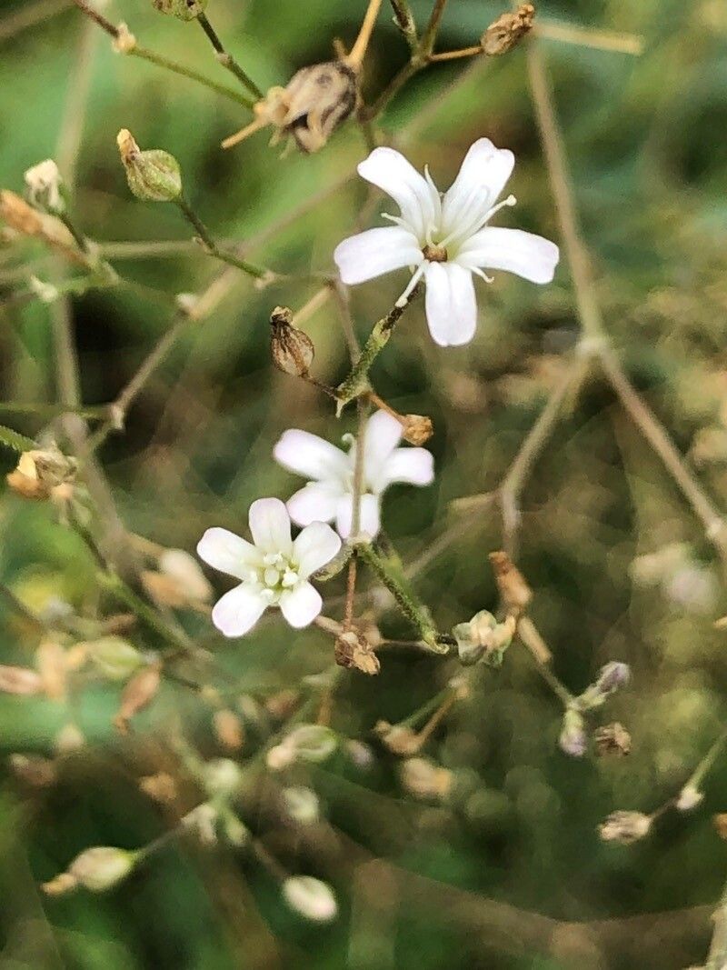 Gypsophila uralensis — search result for 'Gypsophila'