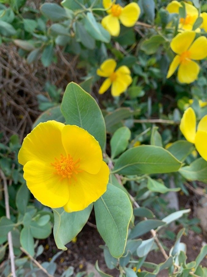 Dendromecon harfordii — clay tolerant houseplant