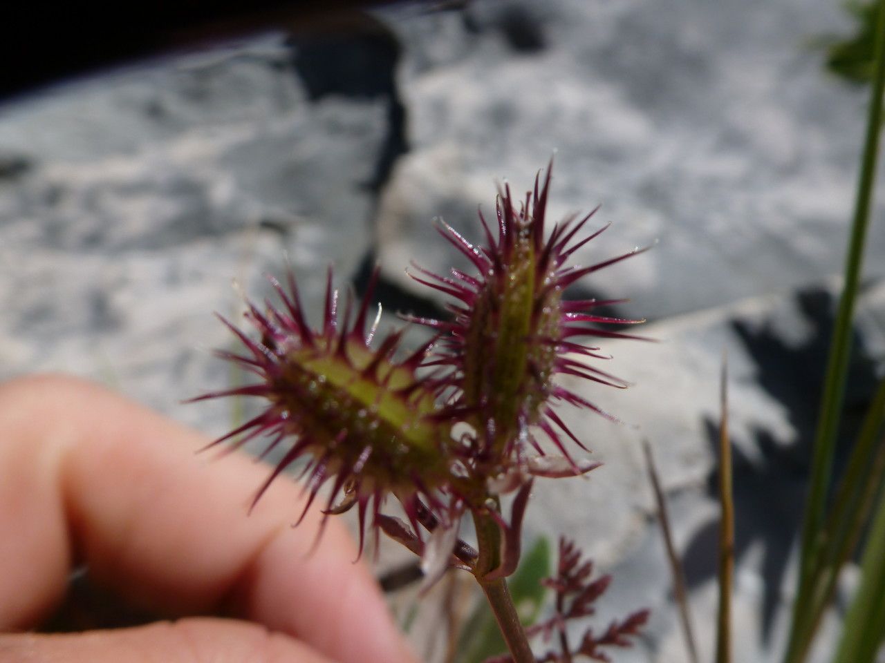 Orlaya platycarpos fruit