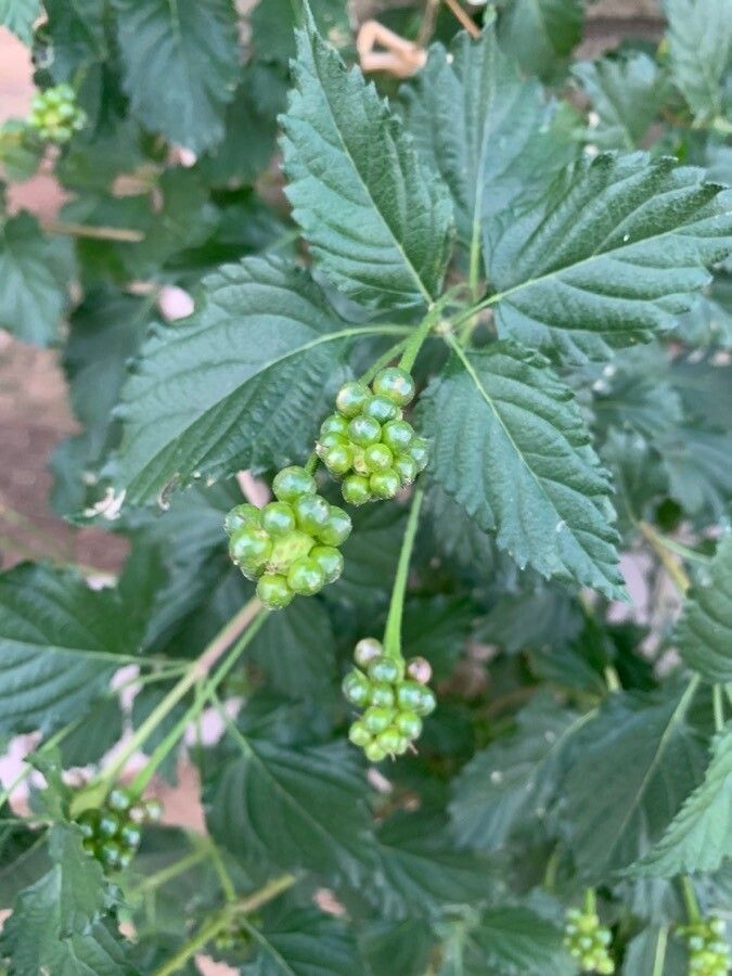 Lantana canescens fruit