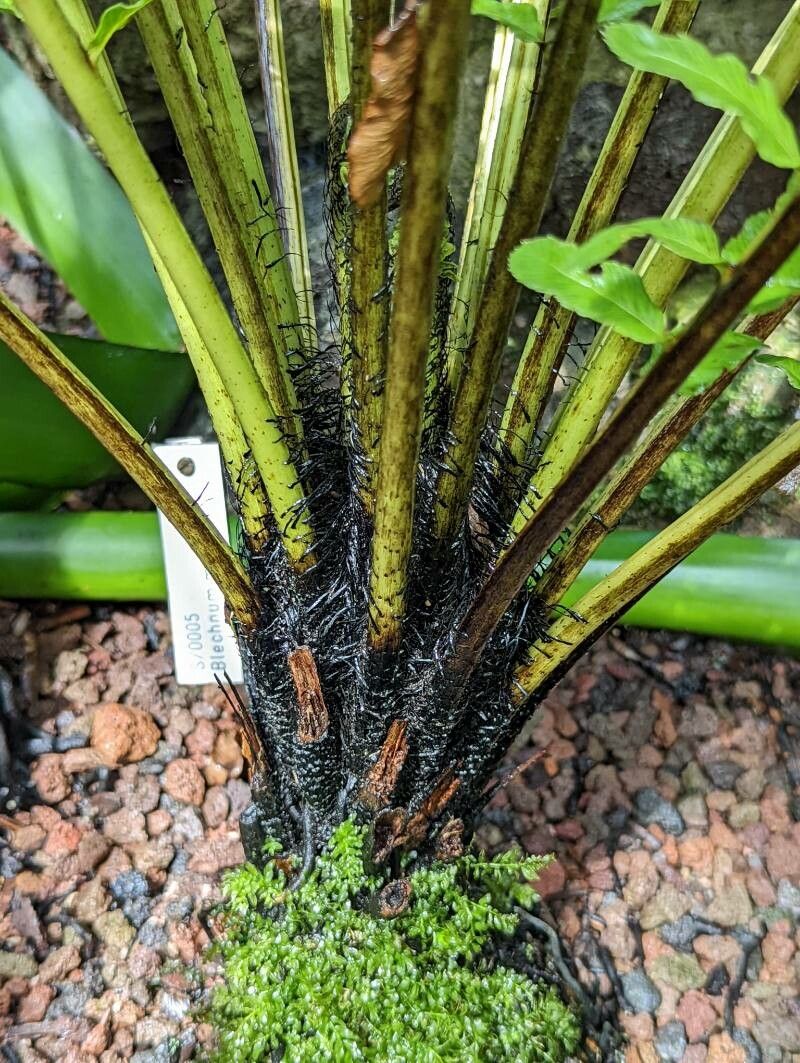 Blechnum moorei bark
