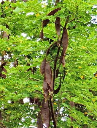 Hesperalbizia occidentalis — houseplant care guide