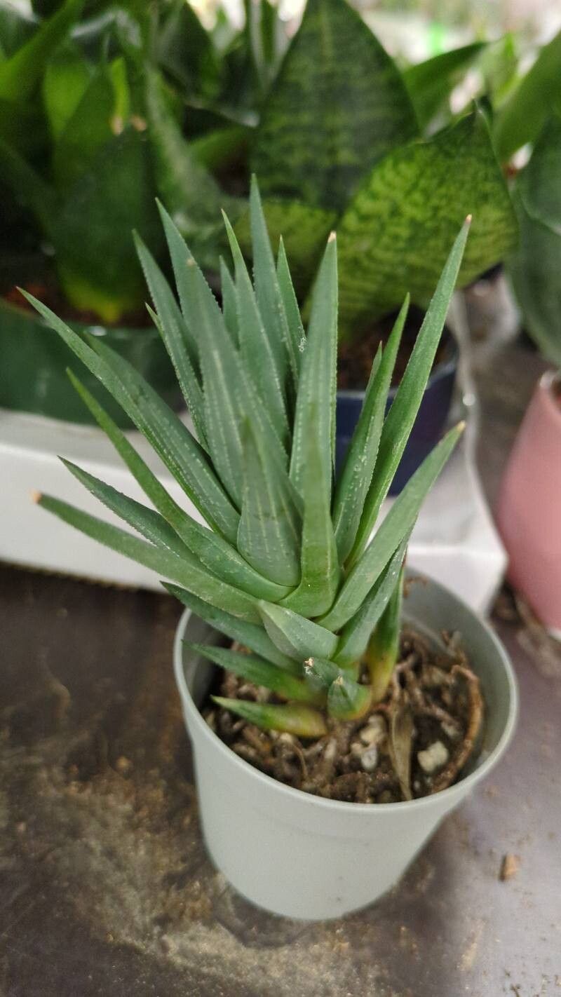 Haworthiopsis glauca