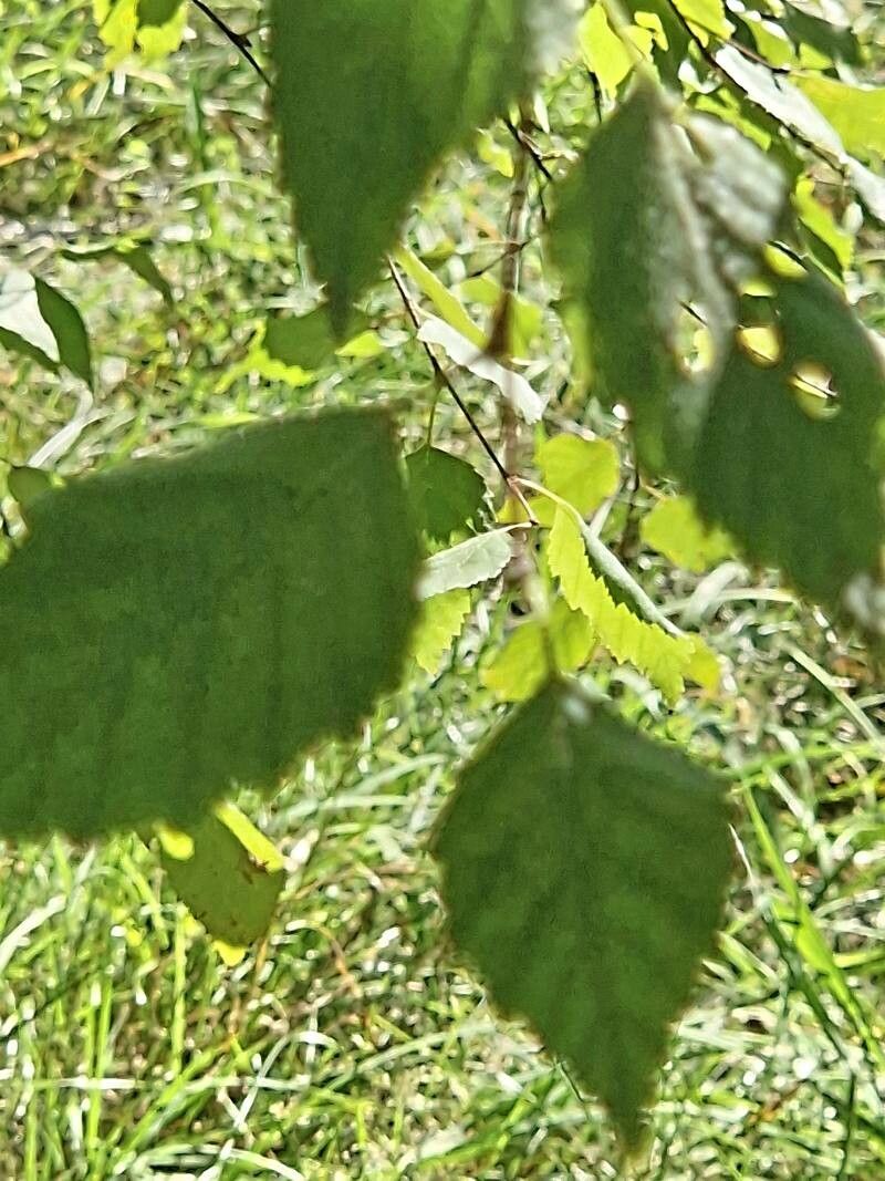 Betula davurica leaf