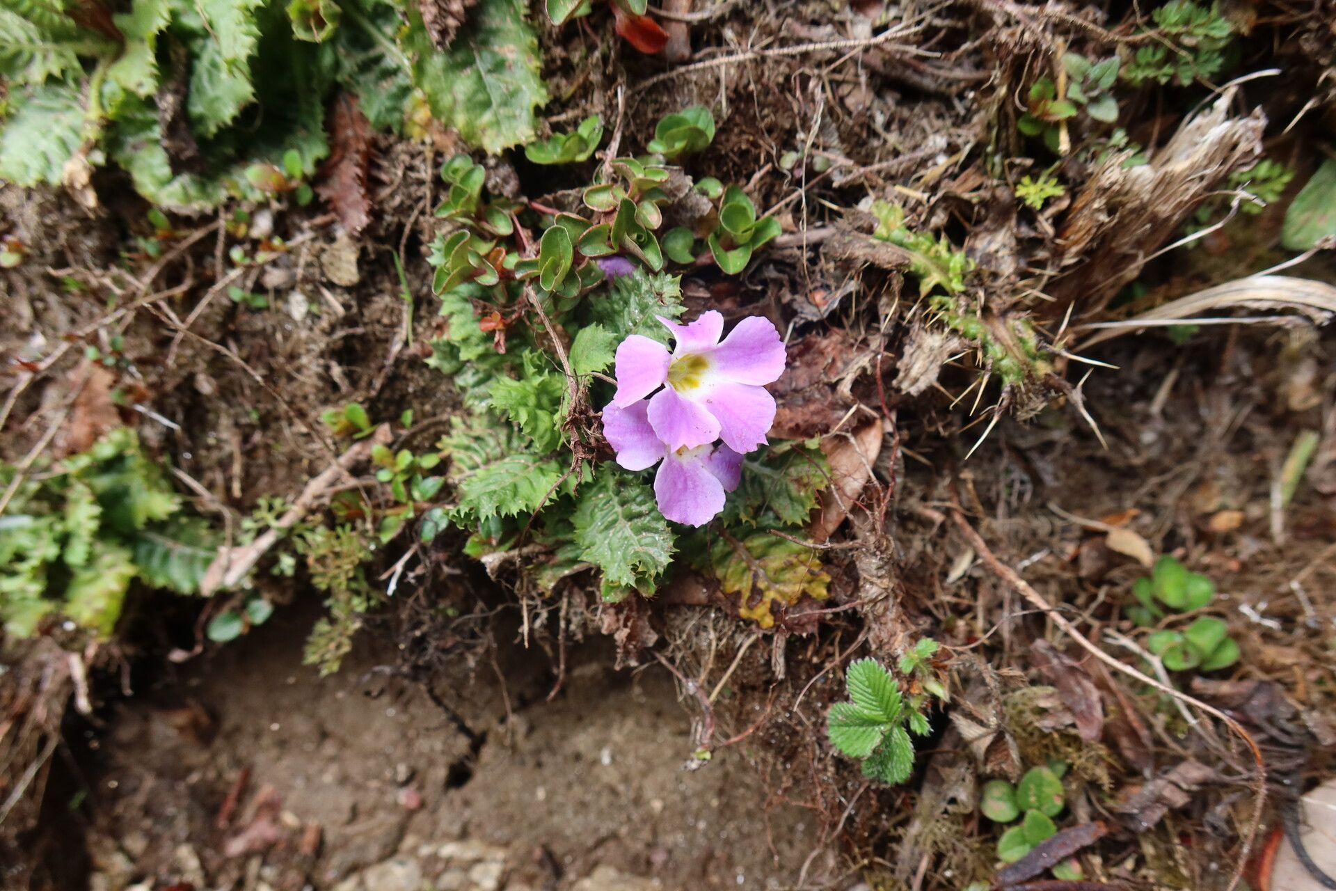 Primula gracilipes — houseplant care guide