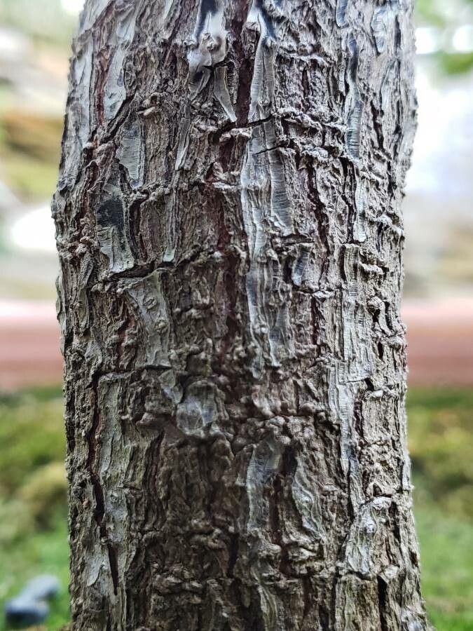 Rhodoleia henryi bark