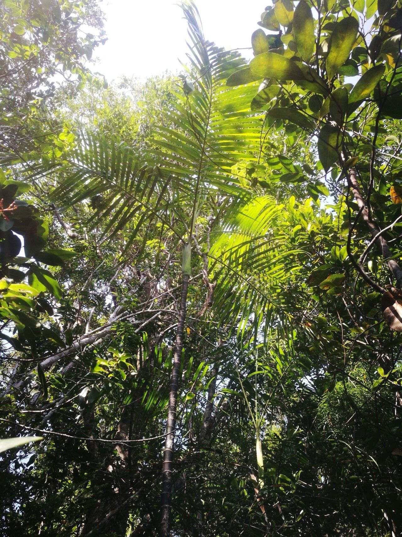 Dypsis psammophila habit