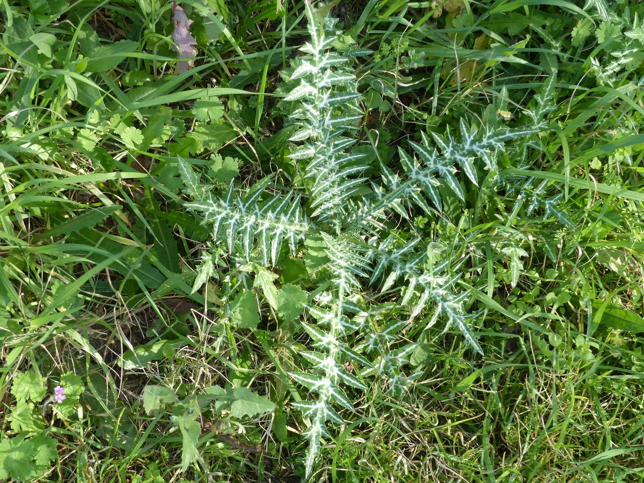 Galactites tomentosa habit