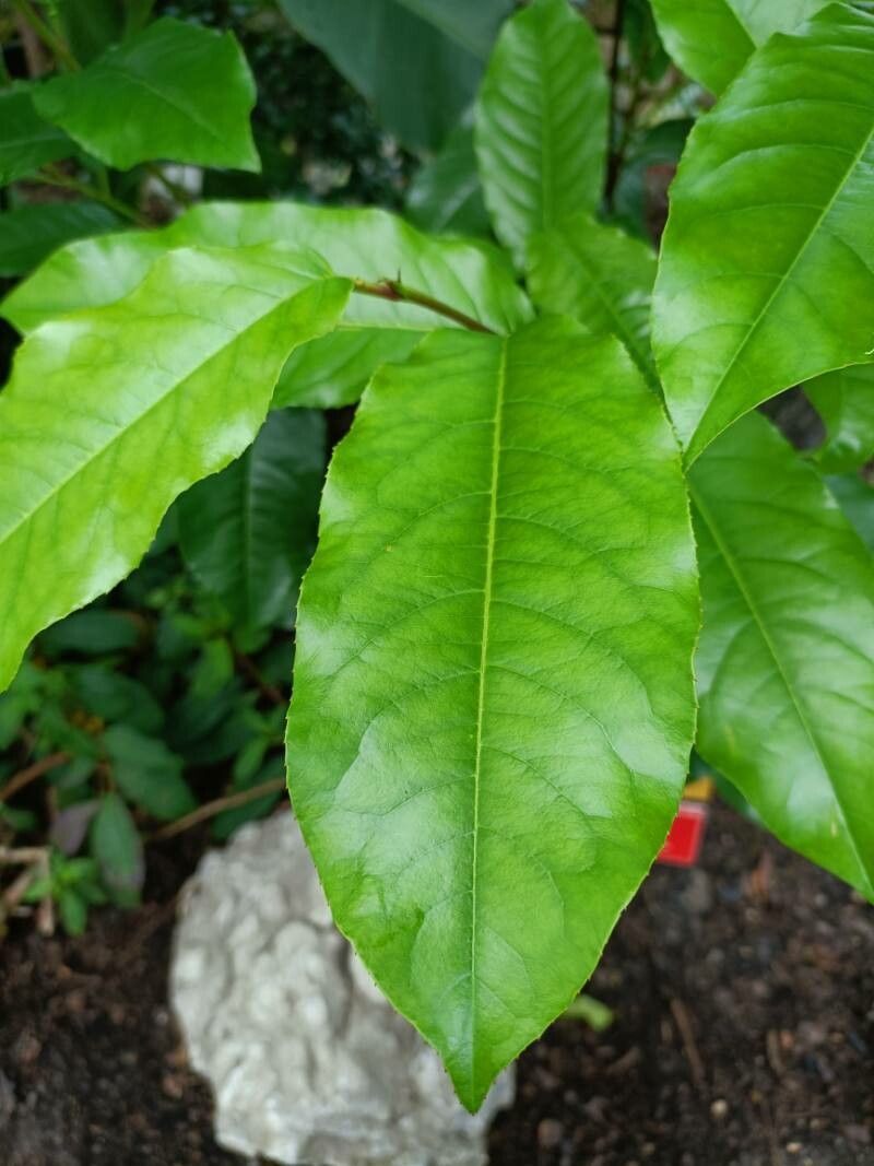 Prunus salasii — houseplant care guide