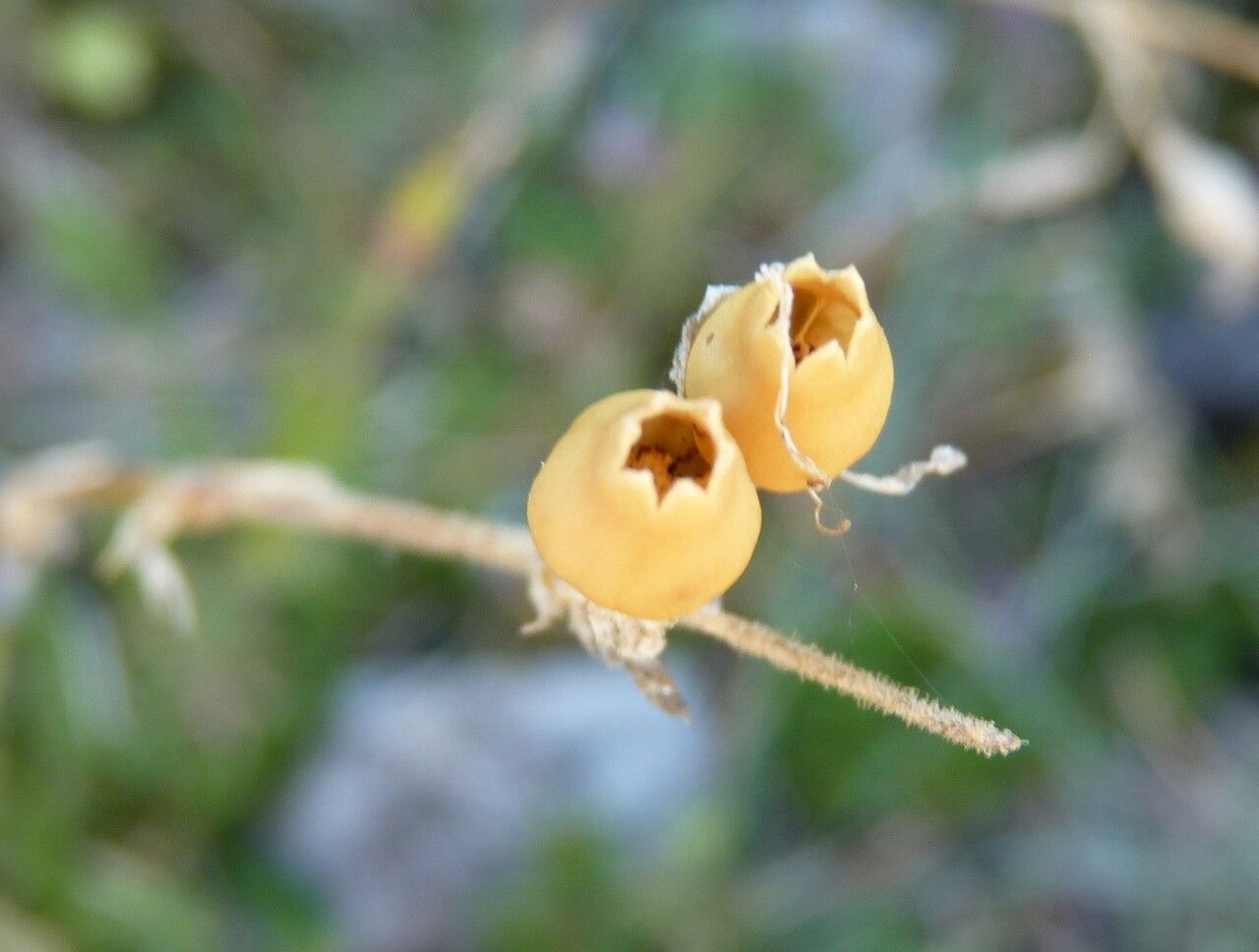Silene italica fruit
