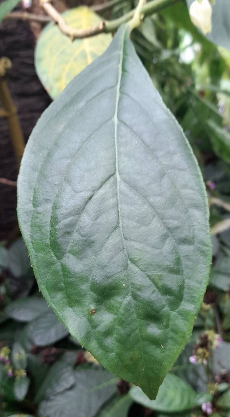 Drymonia strigosa — houseplant care guide