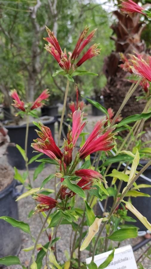 Alstroemeria pulchella flower