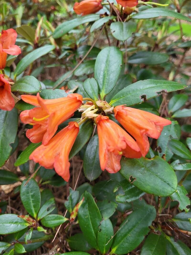 Rhododendron dichroanthum flower