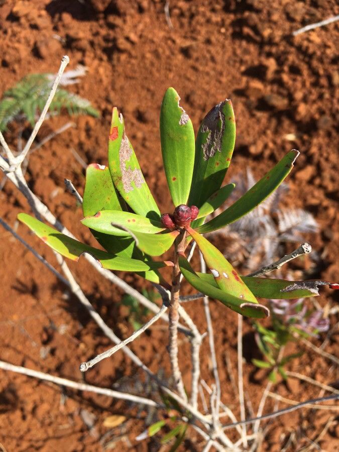 Melaleuca pancheri leaf