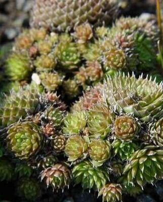 Orostachys minuta habit