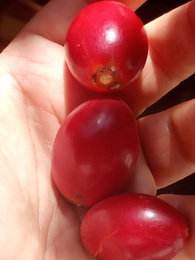 Manilkara kauki — houseplant care guide