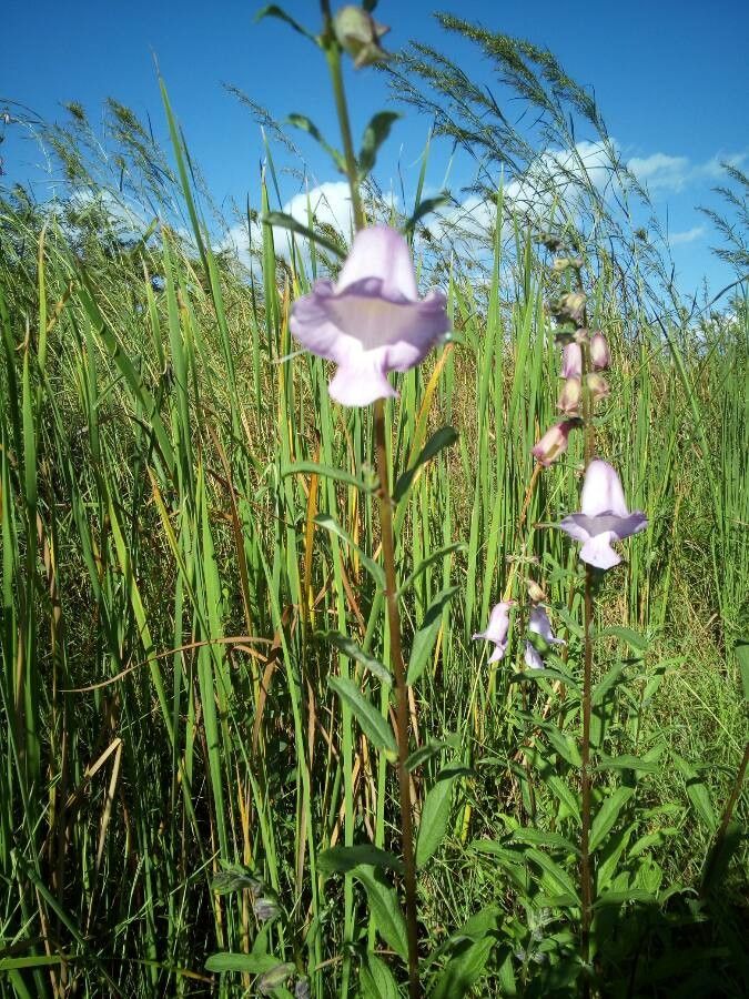 Ceratotheca triloba flower