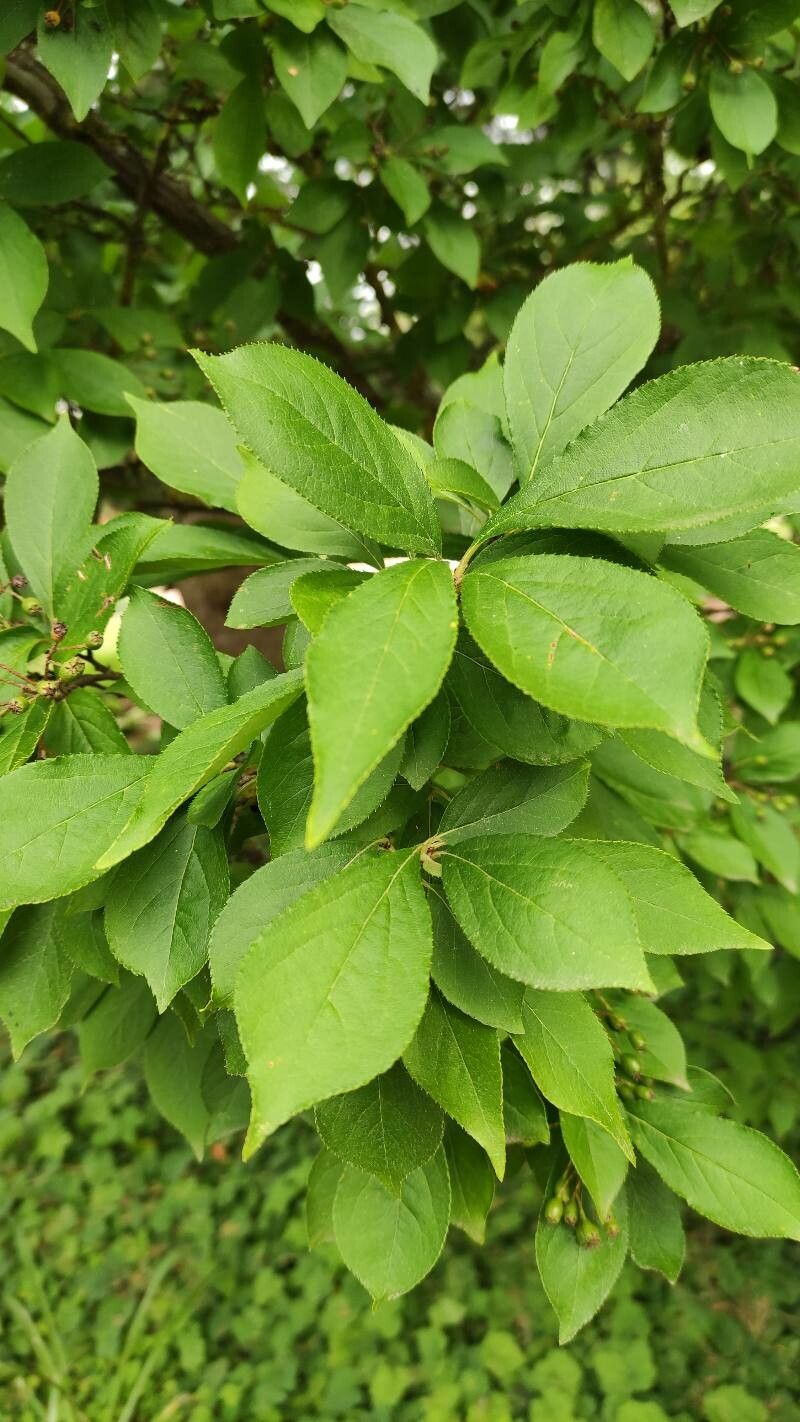 Photinia villosa — search result for 'Photinia'