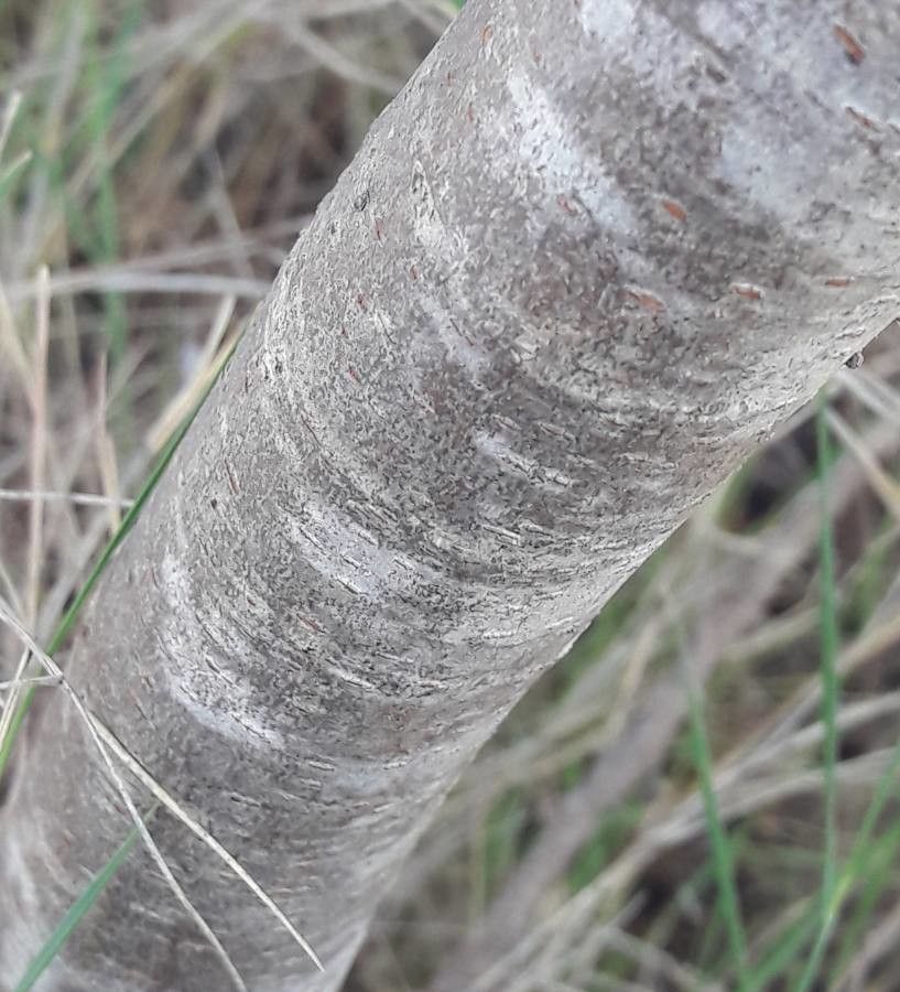 Pistacia × saportae bark