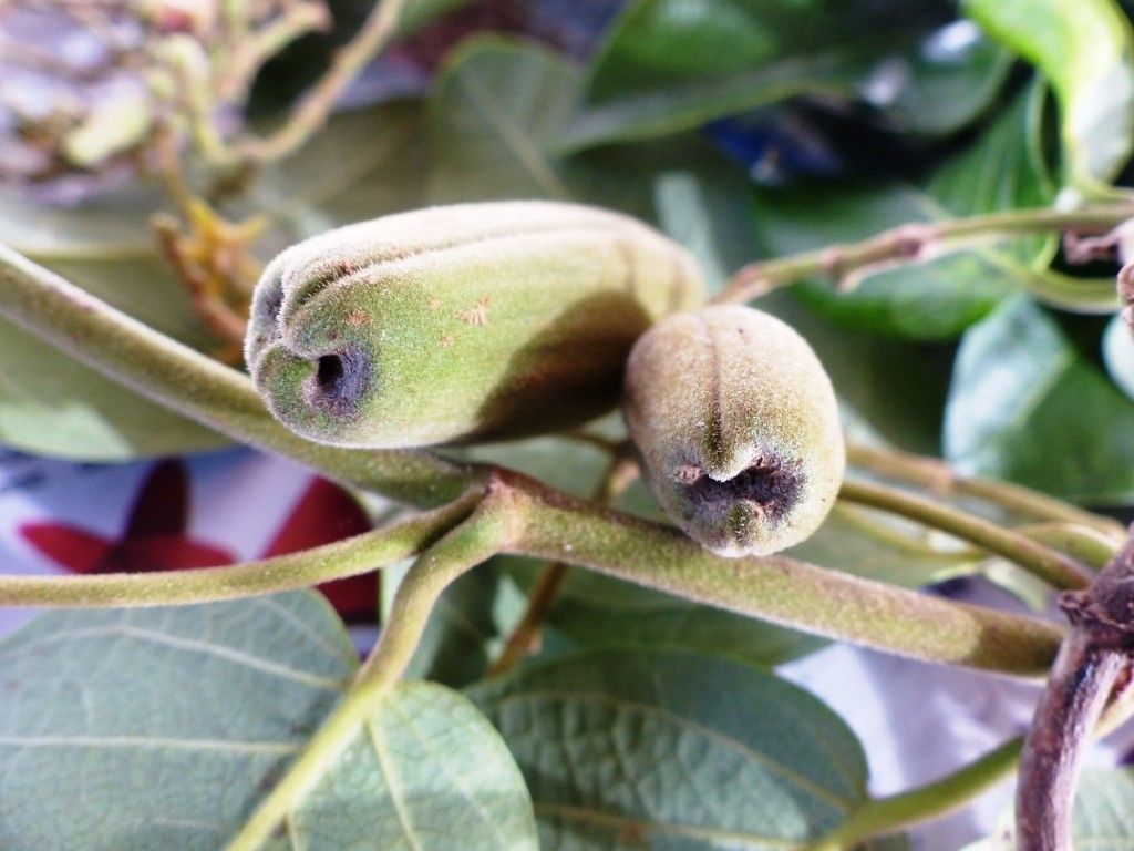 Parsonsia scabra fruit