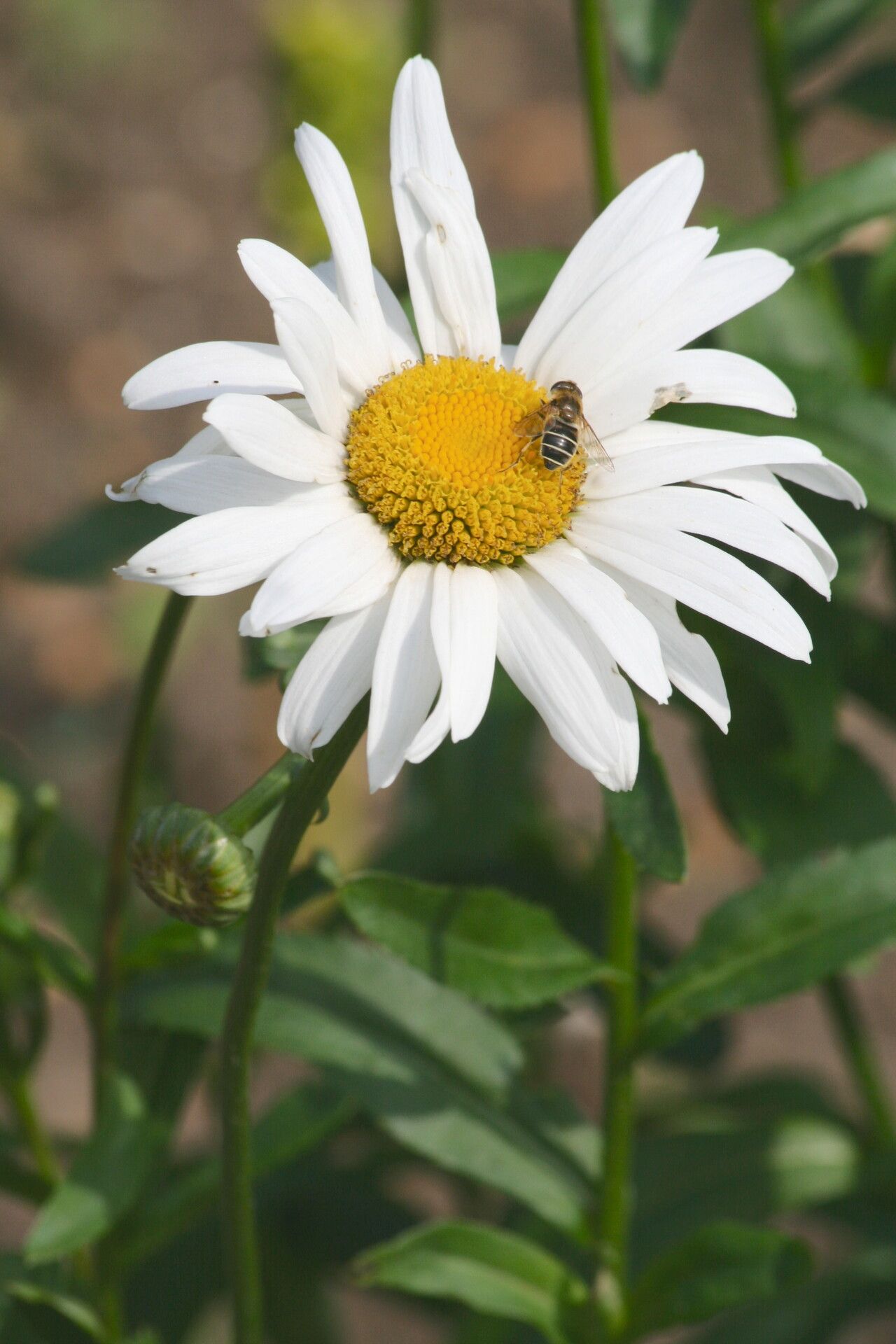 Leucanthemum lacustre flower