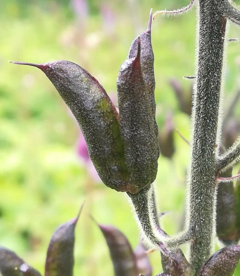 Aconitum septentrionale fruit