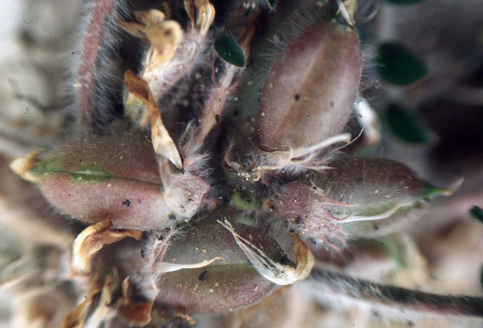 Astragalus caprinus fruit