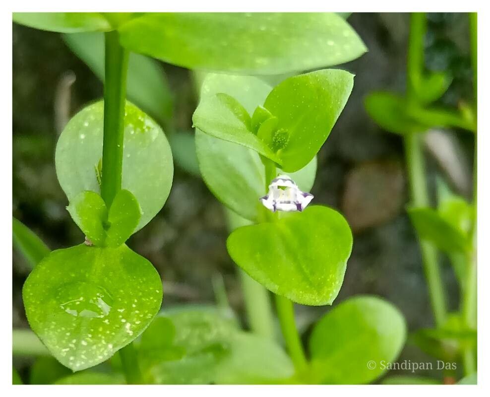 Lindernia parviflora — houseplant care guide