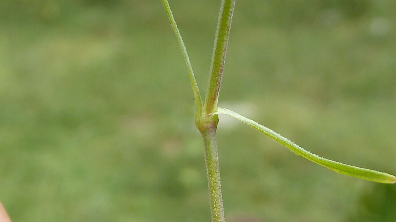 Dianthus deltoides leaf