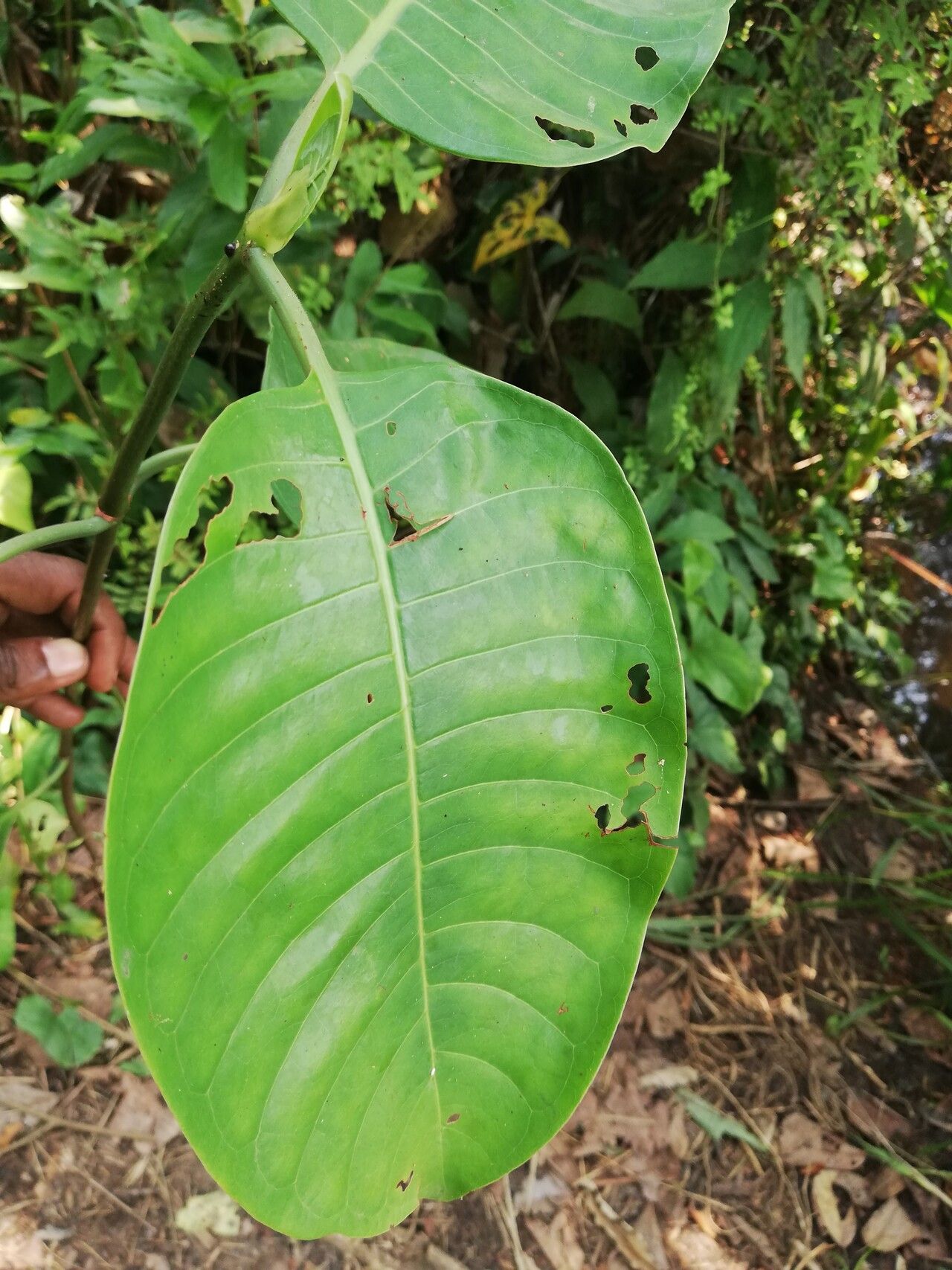 Psychotria djumaensis leaf