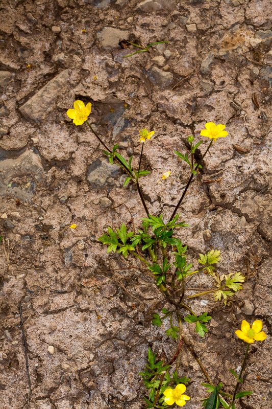 Ranunculus sardous leaf