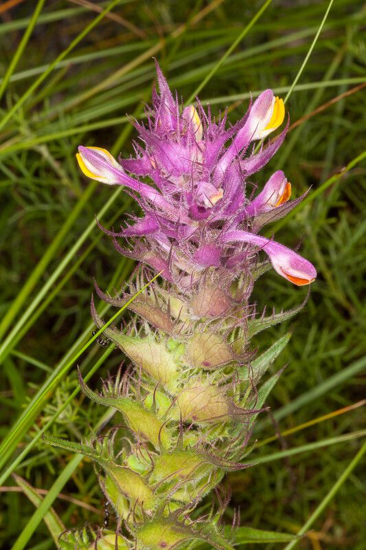 Melampyrum fimbriatum flower