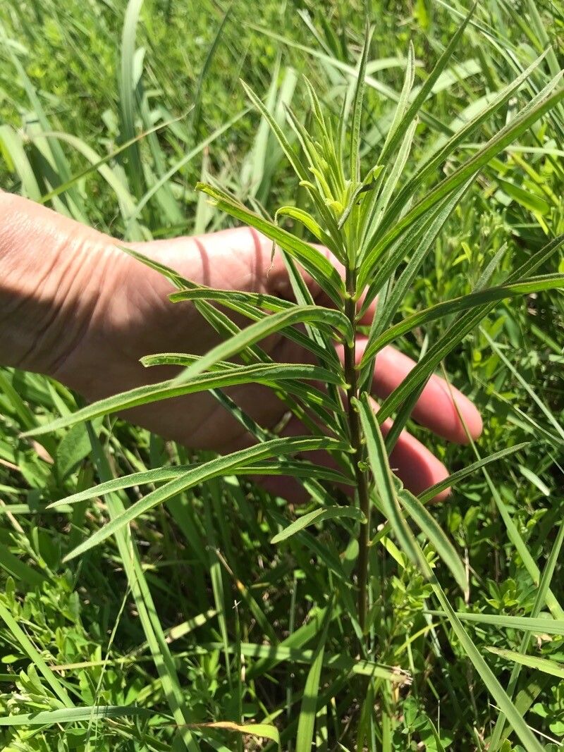 Asclepias hirtella — search result for 'Asclepias'